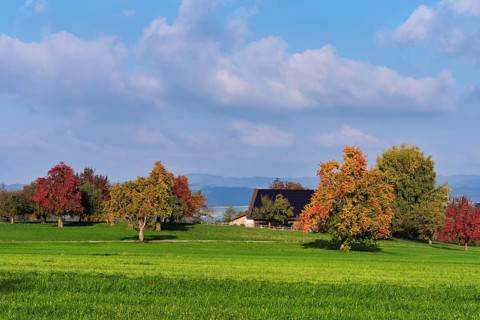 Discoloured pear trees (Pyrus), standing in a meadow, Beinwil, Freiamt, Canton Aargau, Switzerland
