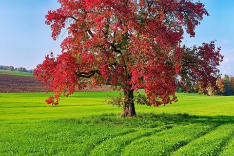Red discoloured pear tree (Pyrus), standing in a meadow, Beinwil, Freiamt, Canton Aargau,