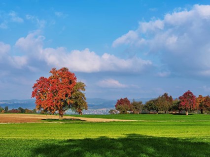 Red coloured pear trees (Pyrus), standing in a meadow, Beinwil, Freiamt, Canton Aargau, Switzerland