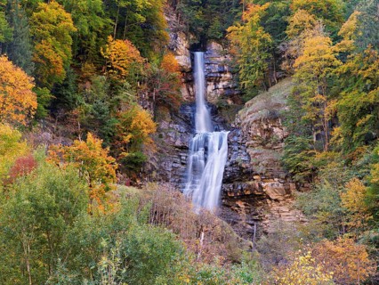 Autumn-coloured sycamore maple (Acer pseudo plantanus), at the Diesbach waterfall, Canton Glarus,