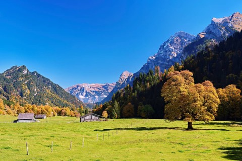 Autumn-coloured sycamore maple (Acer pseudo plantanus), against a mountain backdrop, Canton Glarus,