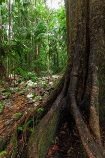 Ancient subtropical Gondwana rainforest with strangler fig at Repentance Creek, Minyon Falls track,