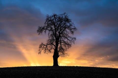 Solitary pear tree (Pyrus) at sunset with sunbeams. Rhine-Neckar district, Baden-Württemberg,