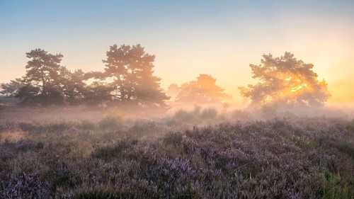 Pine trees in the blooming Mehlinger Heide at sunrise. Fog, fog rays and backlight. Mehlinger Heide