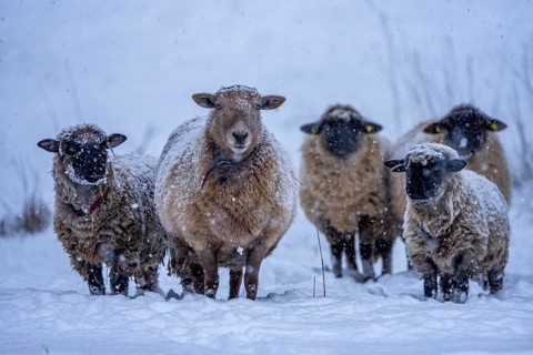 Winter weather, blowing snow, sheep on a snowy pasture, looking for food, thick fur, Elfringhauser