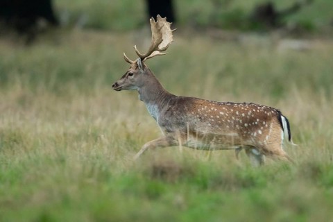 Male fallow deer (dama dama) in the run, Klamptenborg, Copenhagen, Denmark