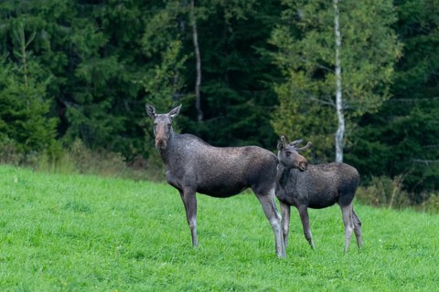 Moose (Alces alces) in a meadow, Lauvsnes, Nordtronderlag, Norway