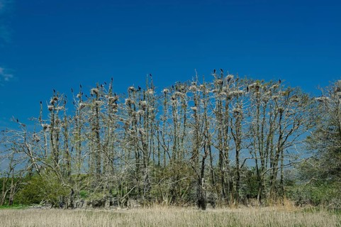 Cormorant (Phalacrocorax carbo) in the breeding colony, Stralsund, Mecklenburg-Western Pomerania,