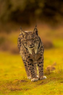 Common Lynx, Iberian Lynx, Lynx pardinus, Castilla La Mancha, Spain