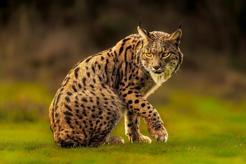 Common Lynx, Iberian Lynx, Lynx pardinus, Castilla La Mancha, Spain
