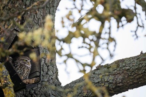 A little owl (Athene noctua) sits in an artificial nesting box and looks around attentively,