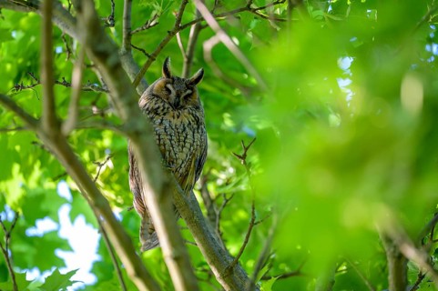 A long-eared owl (Asio otus) sitting on a branch, surrounded by green leaves in bright daylight,