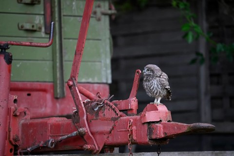 A young little owl (Athene noctua) sitting on the drawbar of an old agricultural implement,