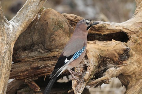 Eurasian jay (Garrulus glandarius) at winter feeding in the forest, Allgäu, Bavaria, Germany,