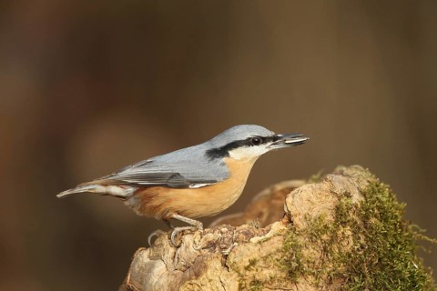 Nuthatch (Sitta europaea) at winter feeding in the forest, Allgäu, Bavaria, Germany, Allgäu,