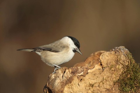 Marsh tit (Poecile palustris) or barn tit at winter feeding in the forest, Allgäu, Bavaria,