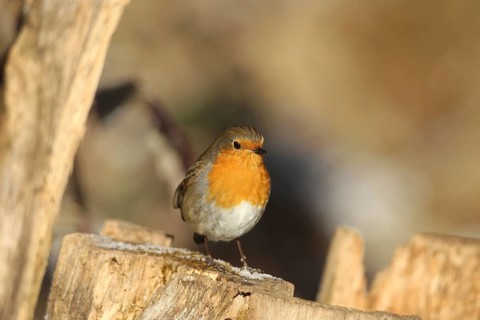 Robin (Erithacus rubecula) at winter feeding in the forest, Allgäu, Bavaria, Germany, Allgäu,