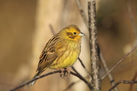 Yellowhammer (Emberiza citrinella) male, Allgäu, Bavaria, Germany, Allgäu, Bavaria, Germany