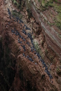 A large group of a densely packed bird colony of guillemots (Uria aalge) sits on a red sandstone