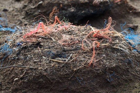 An abandoned nest of a gannet (Sula bassana) made of different materials with a lot of plastic
