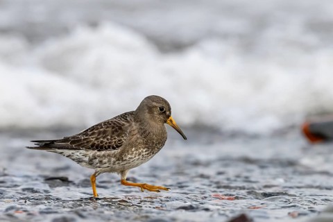 A common sandpiper (Calidris maritima) stands in shallow water surrounded by hectic wave foam,