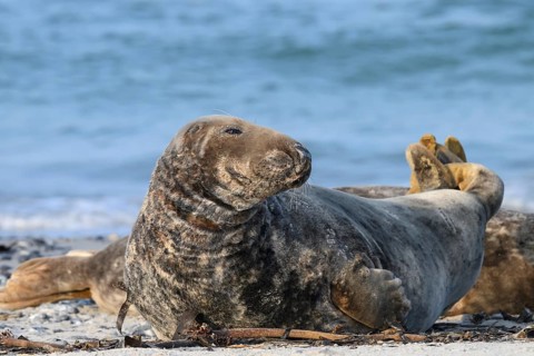A grey seal (Halichoerus grypus) rests relaxed on the beach, with the background of the calm sea,