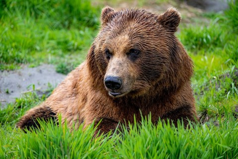 Brown bear (Ursus arctos), animal portrait, Alaska, USA