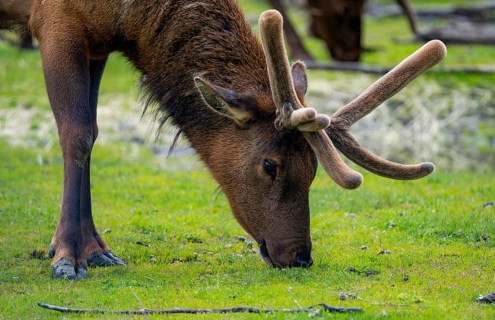 Wapiti (Cervus canadensis) grazing, Alaska, USA