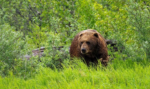 Brown bear (Ursus arctos) in the grass in spring, Alaska, USA