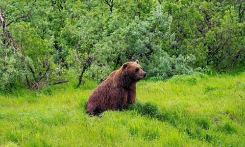 Brown bear (Ursus arctos) sitting in the grass in spring, Alaska, USA