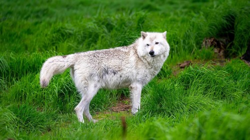 Arctic wolf (Canis lupus arctos), Alaska, USA