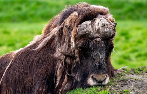 Musk ox (Ovibos moschatus), Alaska, USA