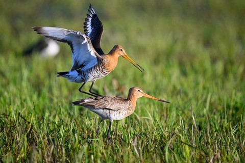 Two black-tailed godwits (Limosa limosa) standing in a meadow in front of mating copula, the male