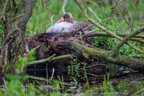 A greylag goose (Anser anser) sits in its nest surrounded by branches and lush greenery in a damp