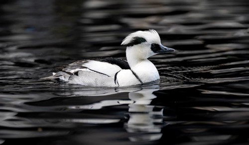 Red-breasted Merganser (Mergellus albellus), swimming in the water, Alaska, USA