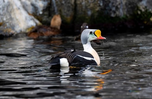 Common Eider (Somateria spectabilis), male swimming in the water, Alaska, USA
