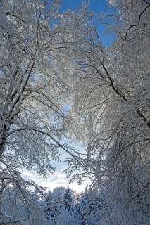Snowy trees, forest, snow, winter, Sieversen, Samtgemeinde Rosengarten, Lower Saxony, Germany