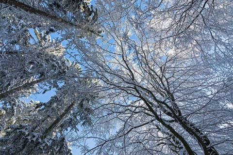 Snowy trees, treetops, forest, snow, winter, Sieversen, Samtgemeinde Rosengarten, Lower Saxony,