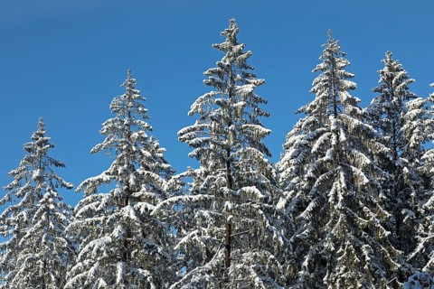 Snowy trees, conifers, forest, snow, winter, Sieversen, Samtgemeinde Rosengarten, Lower Saxony,