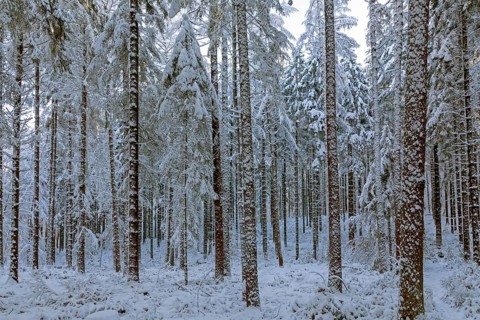 Snowy trees, tree trunks, forest, snow, winter, Sieversen, Samtgemeinde Rosengarten, Lower Saxony,