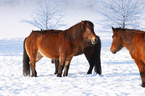 Icelandic horses (Equus islandicus) standing relaxed in winter on a meadow covered with snow,
