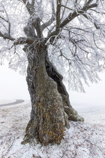 A distinctive linden tree with hoarfrost in the Swabian Jura. The Lindele natural monument in