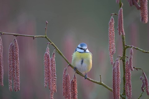 A blue tit (Cyanistes caeruleus) sits on a branch of a hazel tree (Corylus avellana) surrounded by