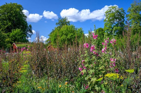 A picturesque garden with flowers and a rural house in the background, the colorful cottage garden
