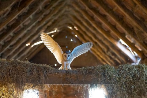 A barn owl (Tyto alba) lands with outstretched wings in the loft of an old barn surrounded by hay
