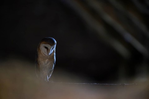 A barn owl (Tyto alba) In the shade, surrounded by darkness, East Westphalia, North