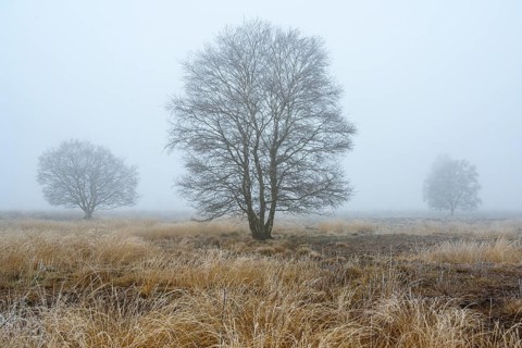 Birches in winter Rehdener Geestmoor in fog, Diepholzer Moorniederung, Rehden, Lower Saxony,