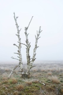 Birches in winter Rehdener Geestmoor in fog, Diepholzer Moorniederung, Rehden, Lower Saxony,
