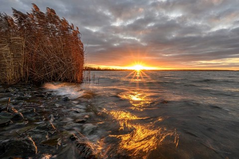 Sunrise with reeds in morning light at Dümmer See, Lower Saxony, Lembruch, Lower Saxony, Germany