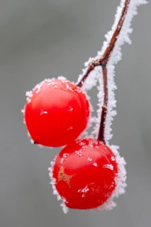 Hoarfrost on the fruit of the Guelder rose (Viburnum opulus), Oldenburger Münsterland, Vechta,